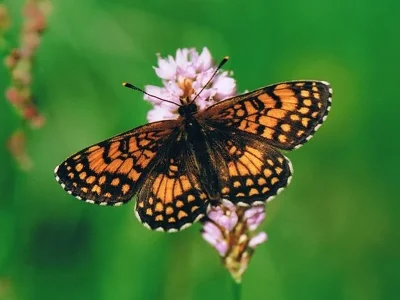 Melitaea diamina