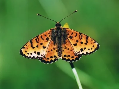 Melitaea trivia