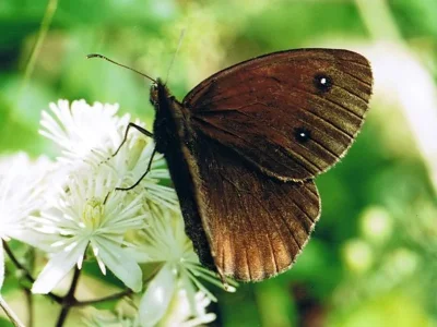 Minois dryas