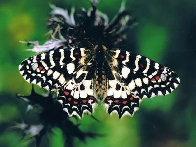 Zerynthia (Zerynthia) rumina