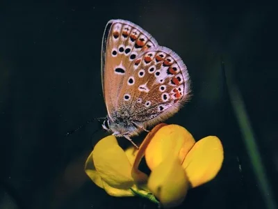 Polyommatus (Polyommatus) eros