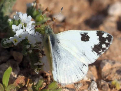 Pontia daplidice