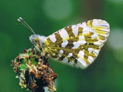 Euchloe (Euchloe) simplonia