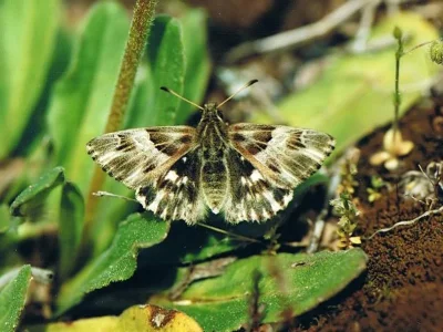 Muschampia lavatherae