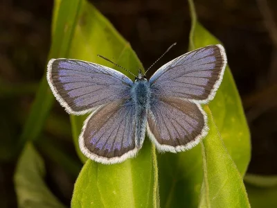Plebejus (Plebejus) argus