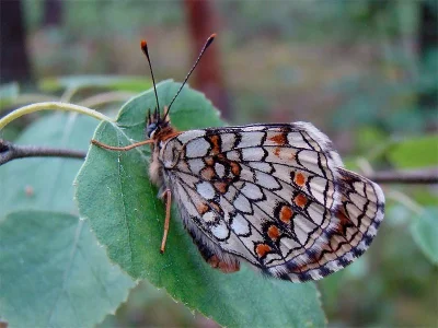 Melitaea (Mellicta) athalia