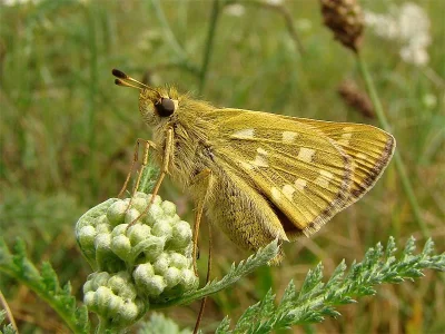 Hesperia comma