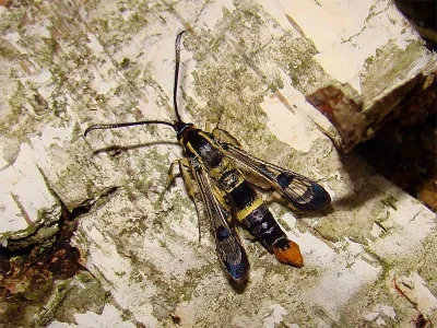 Synanthedon scoliaeformis