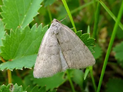 Acosmetia caliginosa