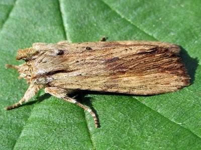 Lithophane (Lithophane) socia