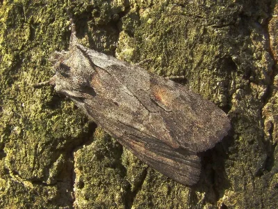 Lithophane (Lithophane) furcifera