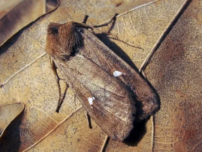 Eupsilia transversa