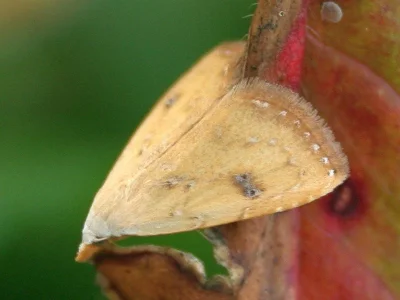 Rivula sericealis