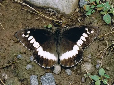 Brintesia circe