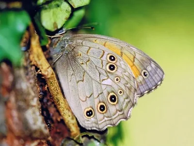 Kirinia roxelana