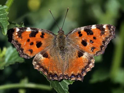 Nymphalis (Nymphalis) polychloros
