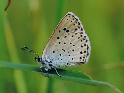 Phengaris arion