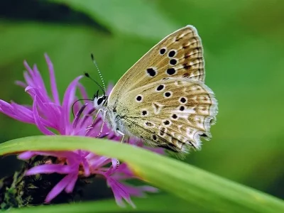 Polyommatus (Meleageria) daphnis