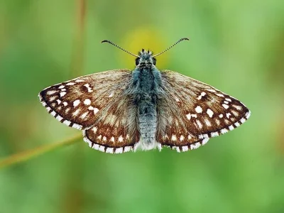Pyrgus sidae