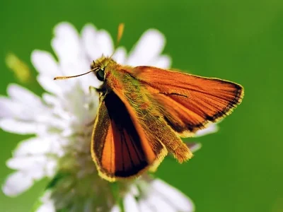 Thymelicus sylvestris