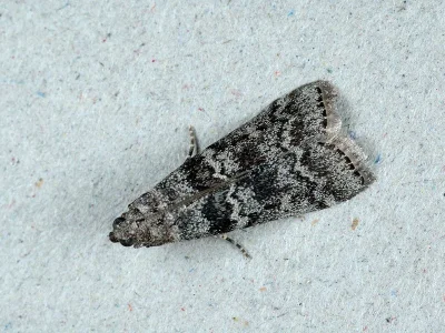 Dioryctria simplicella