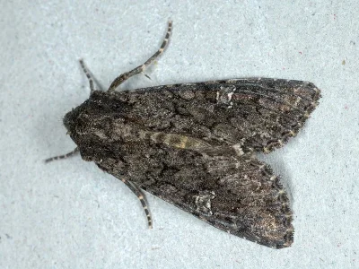 Mamestra brassicae