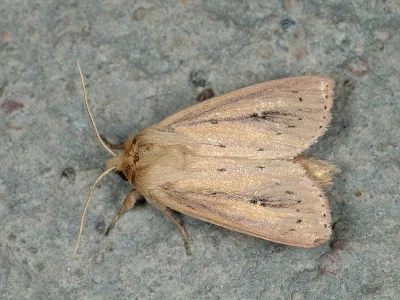 Globia sparganii