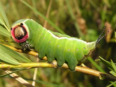 Cerura (Cerura) vinula