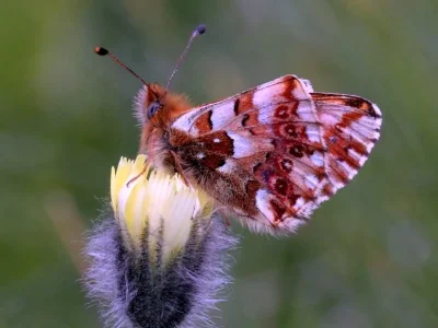 Boloria (Boloria) graeca