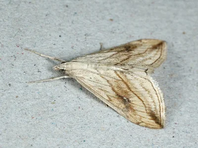 Evergestis forficalis