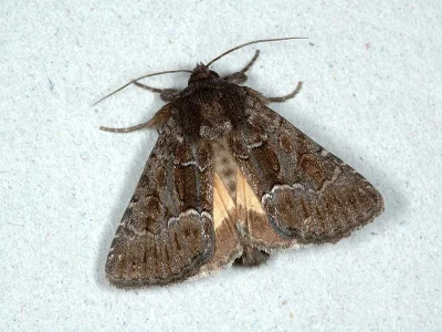 Thalpophila matura
