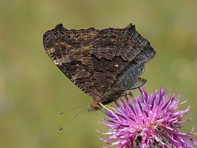 Aglais io