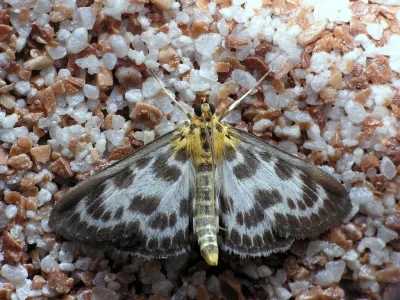 Anania hortulata