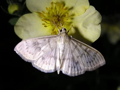 Patania ruralis