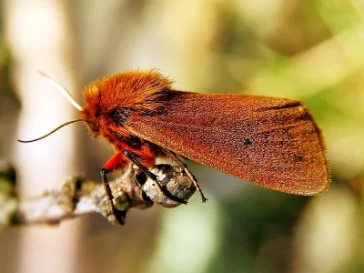 Phragmatobia fuliginosa