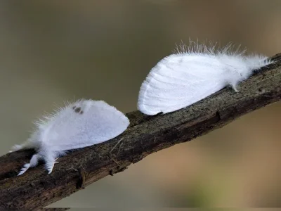 Euproctis (Sphrageidus) similis