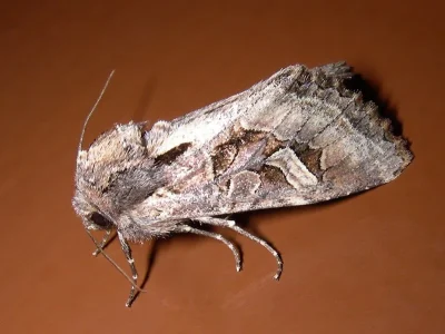 Trigonophora (Trigonophora) jodea