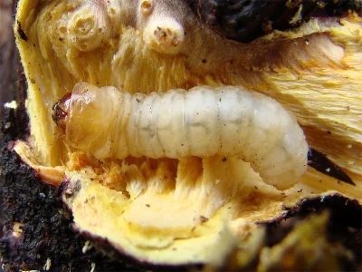 Synanthedon stomoxiformis