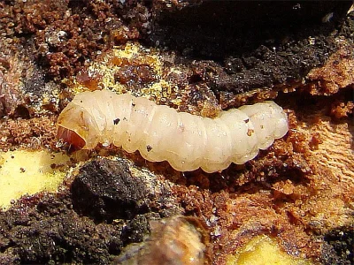 Synanthedon loranthi