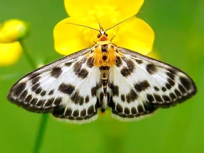 Anania hortulata