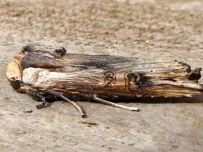 Xylena (Xylena) exsoleta