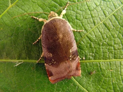 Noctua janthina