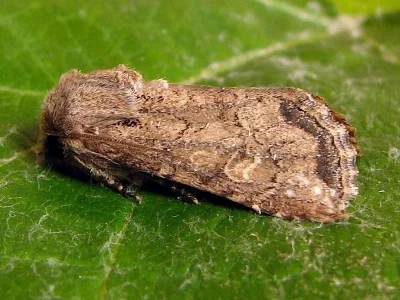 Luperina testacea