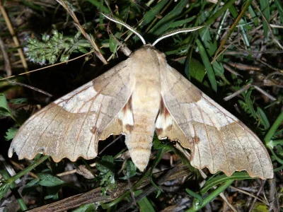 Marumba quercus