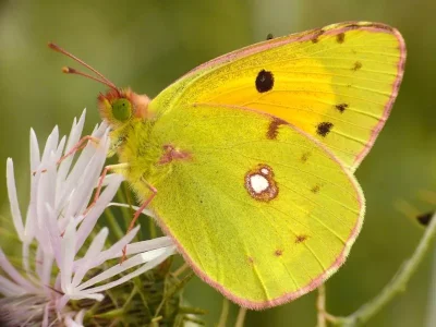 Colias croceus