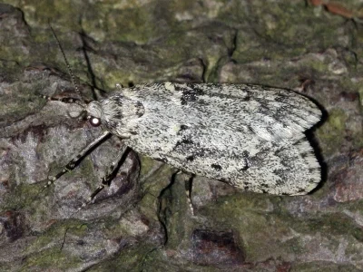 Diurnea fagella