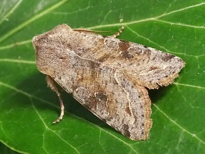 Orthosia (Orthosia) incerta