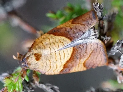 Philedone gerningana