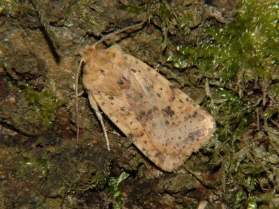 Conistra (Dasycampa) rubiginea