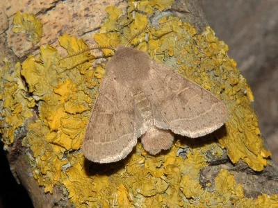 Orthosia (Monima) cerasi